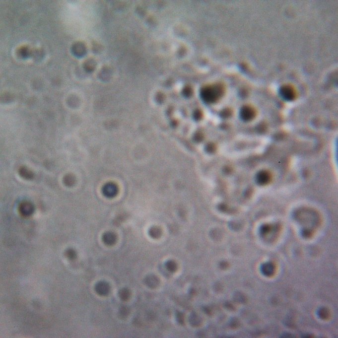 streptococcus bacteria (c)p4a2
